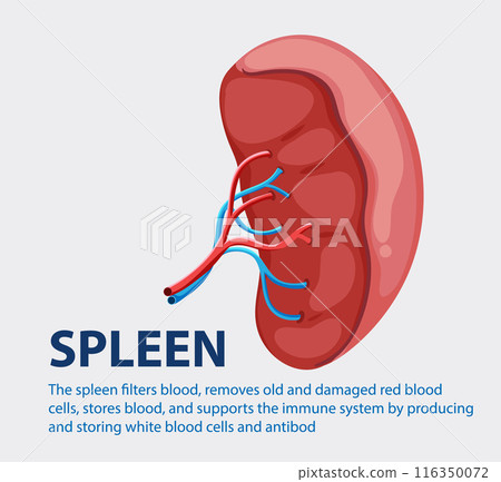Human Spleen Anatomy Illustration 116350072