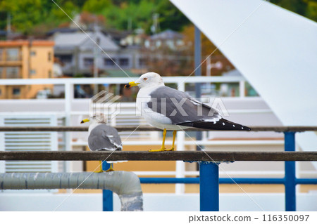 Amanohashidate sightseeing boat pier - Scenery of Ichinomiya Pier (Miyazu City, Kyoto Prefecture) 116350097