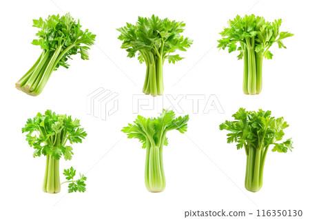 Celery Collection Bundle Set Isolated on a Transparent Background 116350130