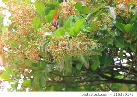Young fruit and red stem of the coral tree 116350172