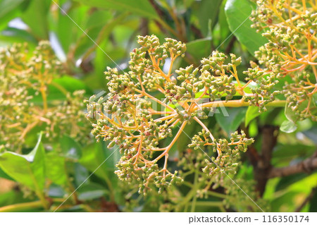 珊瑚樹的幼果和紅莖 116350174