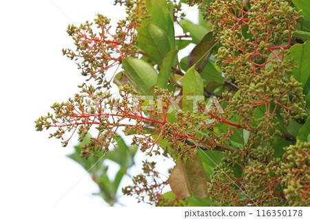 Young fruit and red stem of the coral tree Young fruit and red stem of the coral tree 116350178