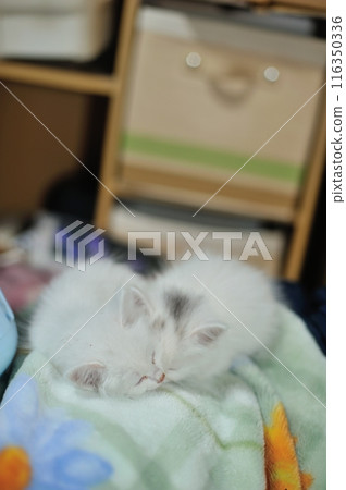 白貓兄弟姊妹玩耍後睡得很香 116350336
