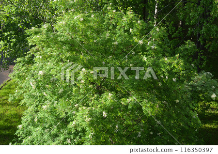 Blooming rowan tree. Blooming rowan tree. 116350397