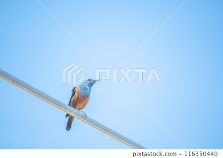 Wild birds, plants and animals that live in areas rich in nature, make beautiful calls. 116350440