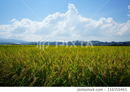 即將收成的稻穗4 116350463