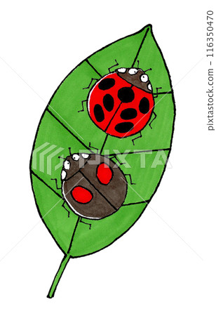Seven-spotted ladybird and two-spotted ladybird and leaves 116350470