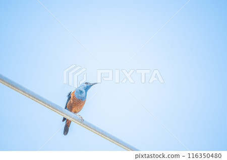 生活在大自然豐富地區的野生鳥類、植物和動物會發出美麗的叫聲。 生活在大自然豐富地區的野生鳥類、植物和動物會發出美麗的叫聲。 116350480