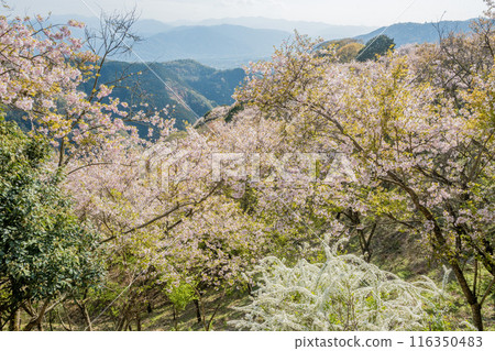 Cherry blossoms bathed in the spring light. Cherry blossom viewing under the cherry trees in April. Late blooming season. 116350483