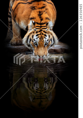 Adult tiger drink water and reflection. Animal on dark background Adult tiger drink water and reflection. Animal on dark background 116350485