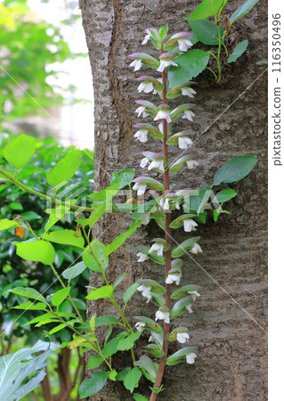 茛莧或茛莧花 茛莧或茛莧花 116350496