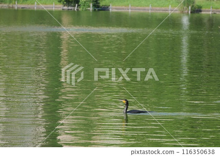 Kawau在池塘里游泳 116350638