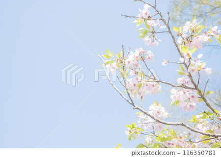 四月的櫻花樹下，沐浴著春光。 116350781
