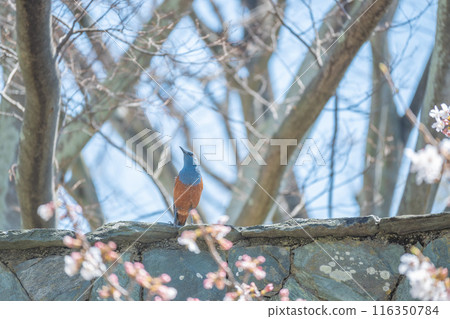 Wild birds, plants and animals that live in areas rich in nature, make beautiful calls. 116350784