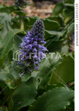 Endemic species of Daisetsuzan, Lagotis glauca Endemic species of Daisetsuzan, Lagotis glauca 116351159