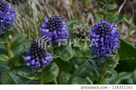 大雪山特有種 Lagotis glauca 大雪山特有種 Lagotis glauca 116351161