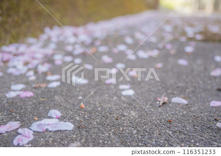 Cherry blossoms bathed in the spring light. Cherry blossom viewing under the cherry trees in April. Late blooming season. Cherry blossoms bathed in the spring light. Cherry blossom viewing under the cherry trees in April. Late blooming season. 116351233