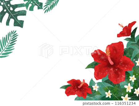 Tropical image illustration of hibiscus flower background frame Tropical image illustration of hibiscus flower background frame 116351234