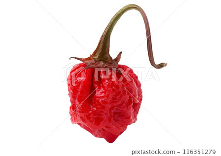 Red Carolina Reaper chili pepper isolated on a white background 116351279