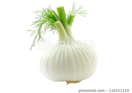 Fresh green fennel bulbs with fronds isolated on a white background 116351319
