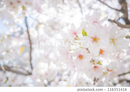 四月的櫻花樹下,沐浴著春光。 四月的櫻花樹下,沐浴著春光。 116351416