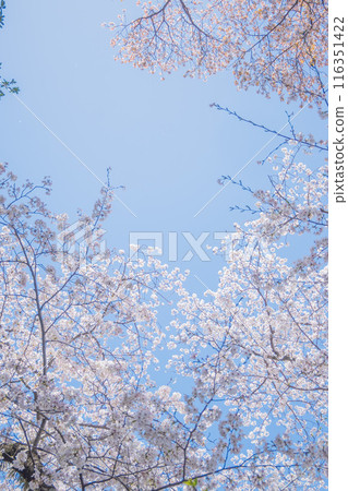 四月的櫻花樹下,沐浴著春光。 四月的櫻花樹下,沐浴著春光。 116351422