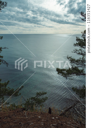 A serene view of a calm ocean under a cloudy sky, framed by pine trees on a cliff edge. The water reflects the muted light, creating a tranquil atmosphere. A serene view of a calm ocean under a cloudy sky, framed by pine trees on a cliff edge. The water reflects the muted light, creating a tranquil atmosphere. 116351427