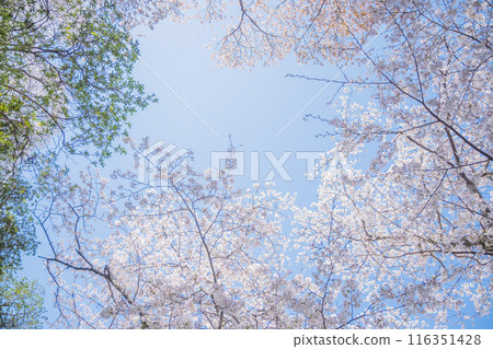 四月的櫻花樹下,沐浴著春光。 四月的櫻花樹下,沐浴著春光。 116351428