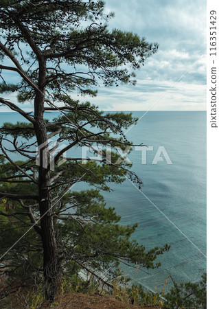 A solitary tree stands on a cliff overlooking a calm, expansive sea under a cloudy sky. The serene water stretches to the horizon, blending with the soft blue sky. A solitary tree stands on a cliff overlooking a calm, expansive sea under a cloudy sky. The serene water stretches to the horizon, blending with the soft blue sky. 116351429