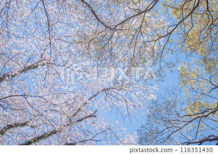 四月的櫻花樹下,沐浴著春光。 四月的櫻花樹下,沐浴著春光。 116351430