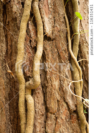 Close-up of a tree trunk with thick, winding vines climbing its rough, textured bark. A small green leaf is visible among the vines. 116351431