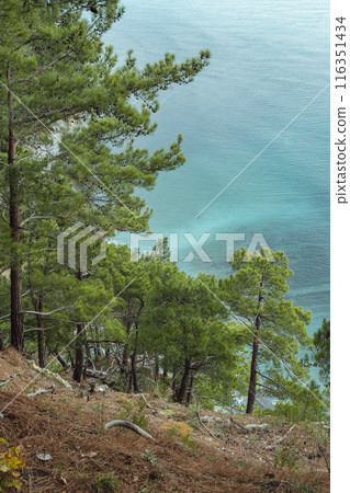 A serene view of a wooded hillside overlooking a clear turquoise sea. Pine trees dominate the foreground. 116351434