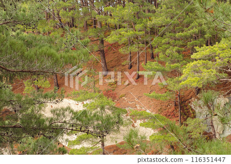 A serene forest scene with tall pine trees on a sloped terrain. The ground is covered with fallen pine needles, creating a reddish-brown carpet. The lush green foliage contrasts with the earthy tones. A serene forest scene with tall pine trees on a sloped terrain. The ground is covered with fallen pine needles, creating a reddish-brown carpet. The lush green foliage contrasts with the earthy tones. 116351447
