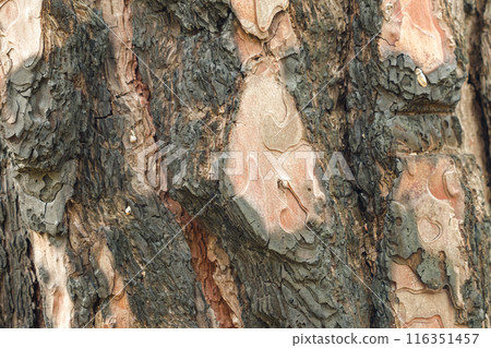 Close-up of tree bark with intricate textures and patterns showing a combination of rough dark brown areas and smoother lighter patches. Background image of pine tree bark. Close-up of tree bark with intricate textures and patterns showing a combination of rough dark brown areas and smoother lighter patches. Background image of pine tree bark. 116351457