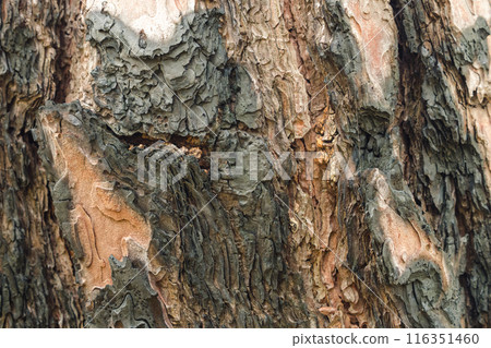 Close-up of a tree trunk with rough, textured bark in various shades of brown and grey. The bark of a pine tree looks weathered and multi-layered, with complex patterns visible on it. 116351460