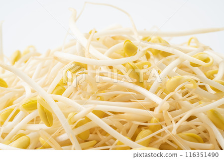 Bean sprouts close-up Bean sprouts close-up 116351490