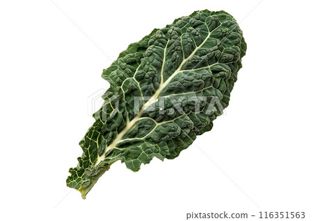 Fresh green Portuguese kale salad leaf isolated on a white background 116351563