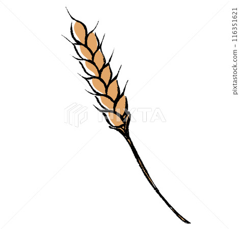 Brush-touch wheat illustration Brush-touch wheat illustration 116351621