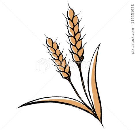 Brush-touch wheat illustration 116351628