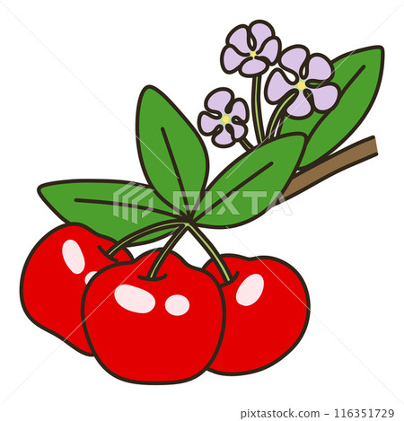 針葉 針葉 116351729