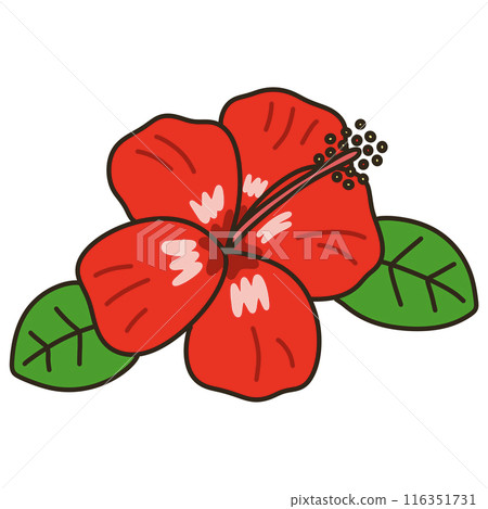 Hibiscus Hibiscus 116351731
