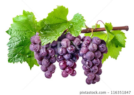 Closeup view of purple grapes hanging on the vine with green leaves, isolated on a white transparent background 116351847