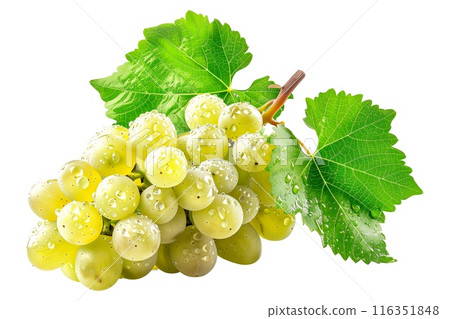 Closeup view of green grapes hanging on the vine with green leaves, isolated on a white transparent background Closeup view of green grapes hanging on the vine with green leaves, isolated on a white transparent background 116351848