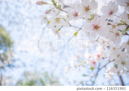Cherry blossoms bathed in the spring light. Cherry blossom viewing under the cherry trees in April. Late blooming season. Cherry blossoms bathed in the spring light. Cherry blossom viewing under the cherry trees in April. Late blooming season. 116351991