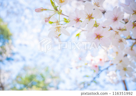 四月的櫻花樹下，沐浴著春光。 116351992