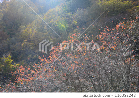 Drive through the Natsui River Valley #7 Drive through the Natsui River Valley #7 116352248