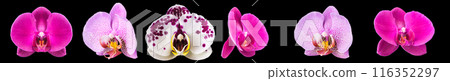 Extreme close up of pink phalaenopsis or Moth orchid from isolated on black Extreme close up of pink phalaenopsis or Moth orchid from isolated on black 116352297
