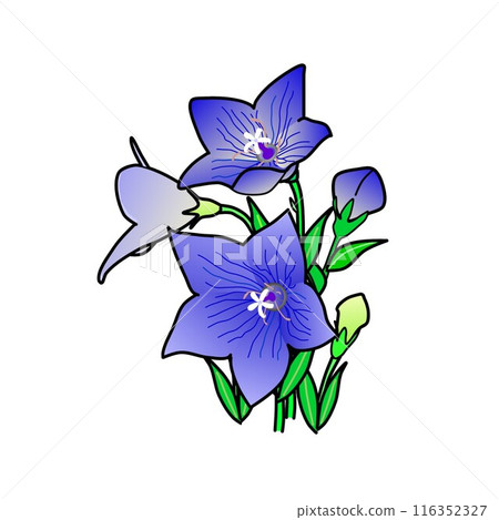風鈴草的插圖 風鈴草的插圖 116352327