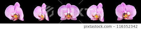 Extreme close up of pink phalaenopsis or Moth orchid from isolated on black Extreme close up of pink phalaenopsis or Moth orchid from isolated on black 116352342