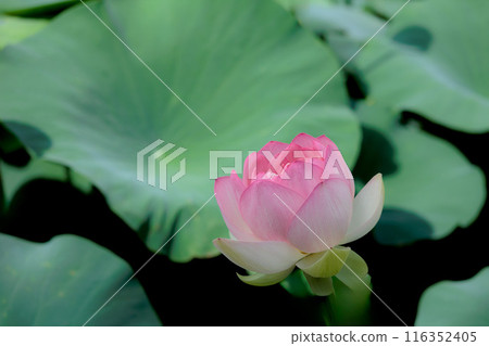 Pure lotus flowers that color the early morning of early summer Pure lotus flowers that color the early morning of early summer 116352405